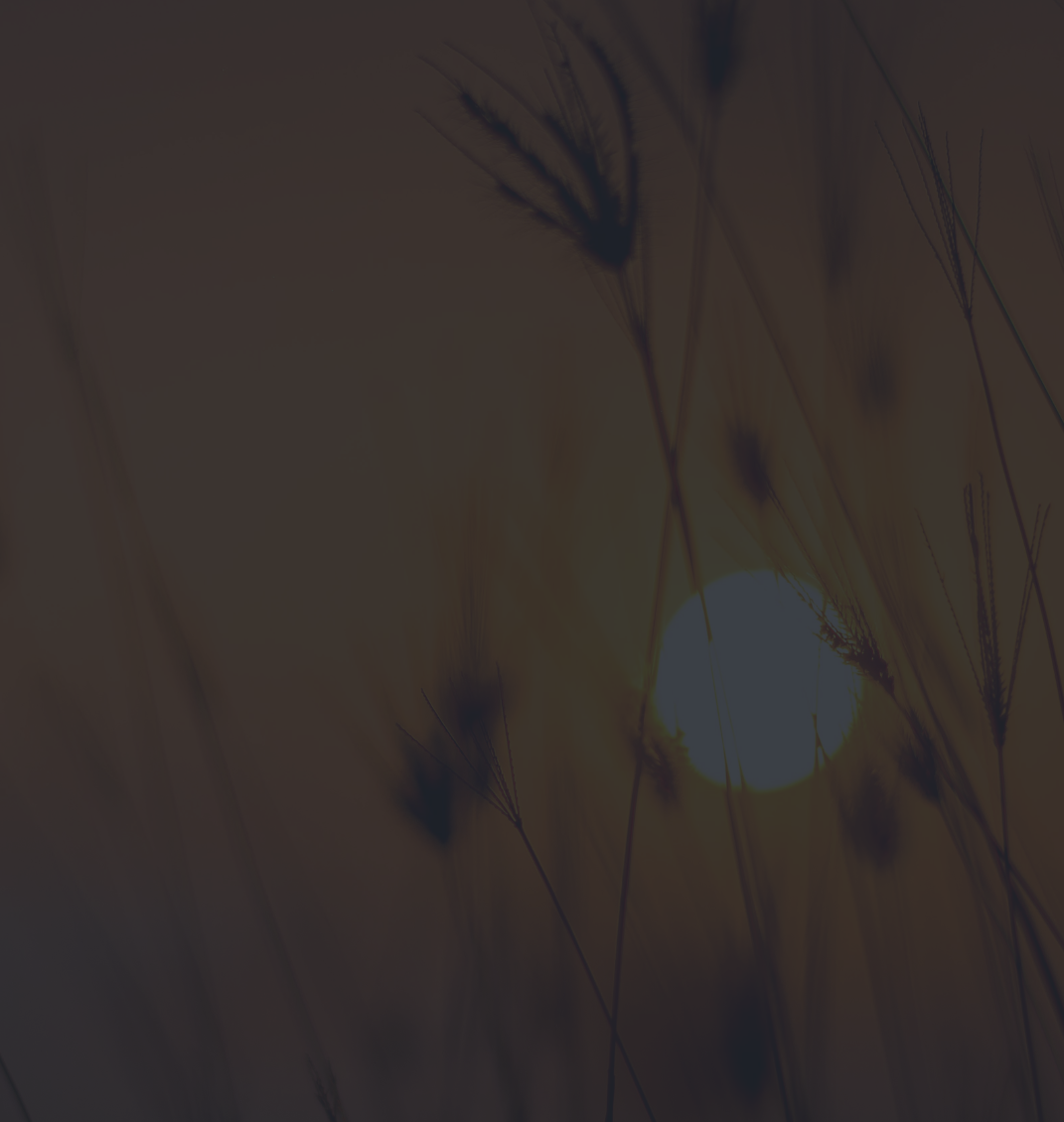 Portrait von Tanja Brauen